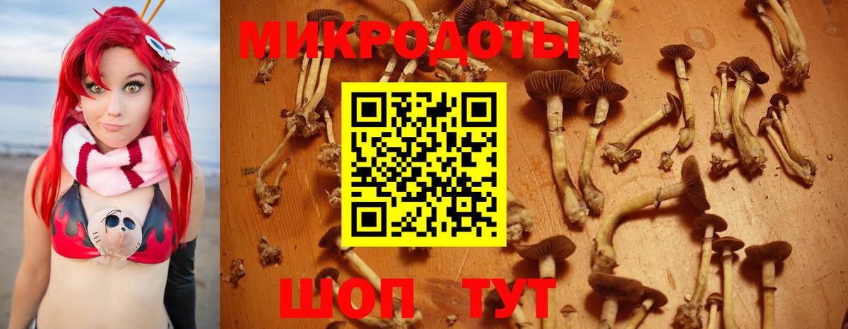Псилоцибиновые грибы Psilocybine cubensis Сатка